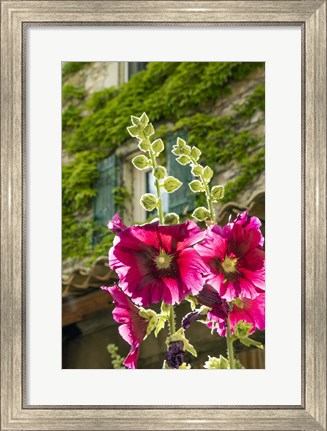 Framed Hollyhocks Flowers Blooming In Provence Print