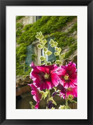 Framed Hollyhocks Flowers Blooming In Provence Print