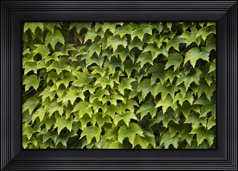 Framed Natural Plants And Leaves Growing On Wall In Provence Print
