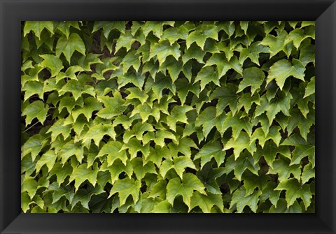 Framed Natural Plants And Leaves Growing On Wall In Provence Print