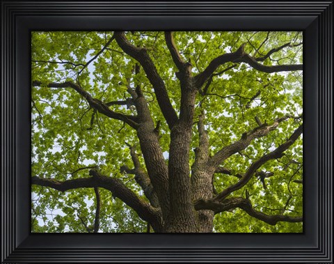 Framed Giant Oak Hainich Woodland In Thuringia, Germany Print
