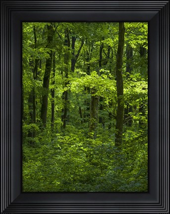 Framed Woodland Hainich In Thuringia, Germany Print