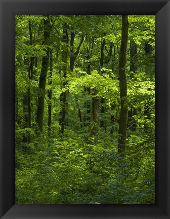 Framed Woodland Hainich In Thuringia, Germany Print