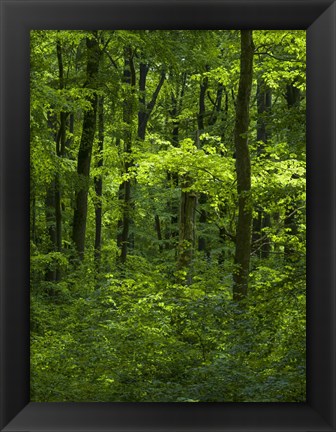 Framed Woodland Hainich In Thuringia, Germany Print