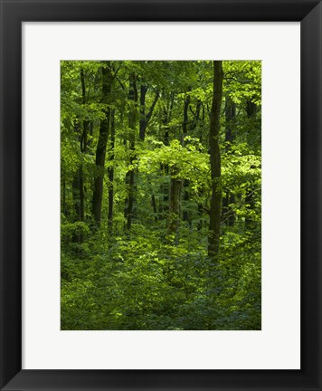 Framed Woodland Hainich In Thuringia, Germany Print