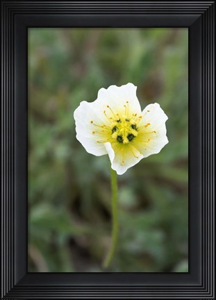 Framed Longyearbyen Svalbard Poppies Print