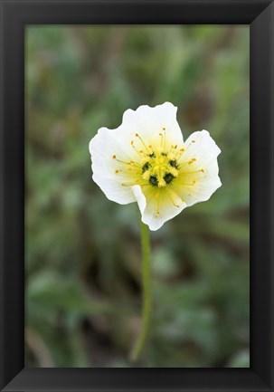 Framed Longyearbyen Svalbard Poppies Print