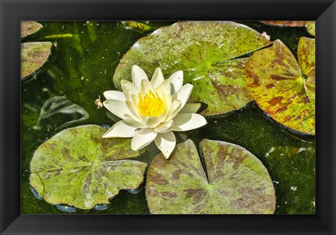 Framed Lily Pad Print