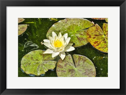 Framed Lily Pad Print