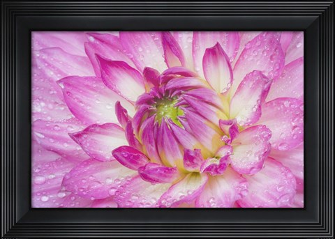 Framed Pink Dahlia Print