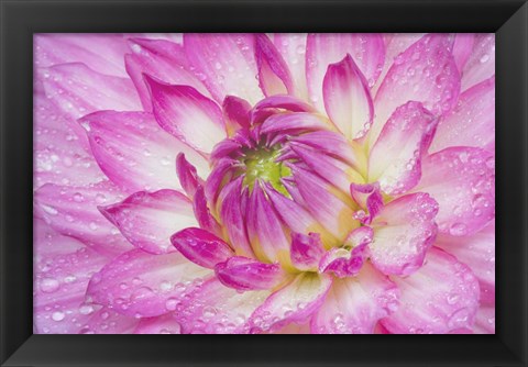 Framed Pink Dahlia Print