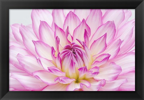 Framed Dahlia Close Up Print