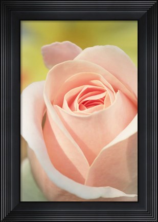 Framed Pink Rose Print