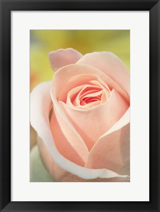 Framed Pink Rose Print