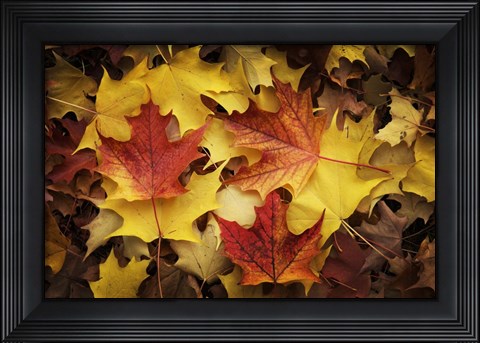 Framed Maples Leaves In Autumn Print