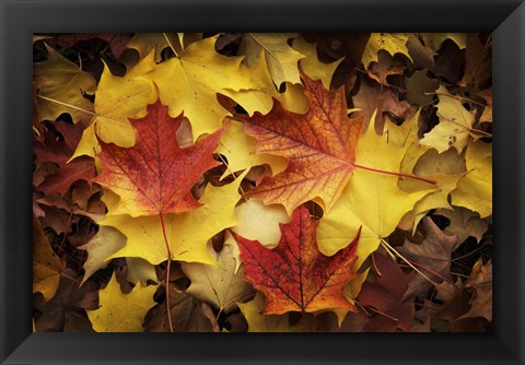 Framed Maples Leaves In Autumn Print