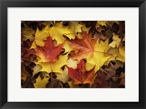 Framed Maples Leaves In Autumn Print