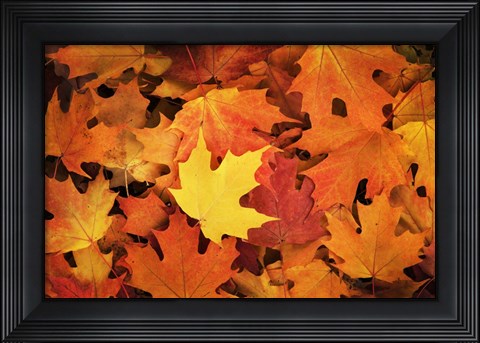 Framed Red, Orange And Yellow Maples Leaves In Autumn Print
