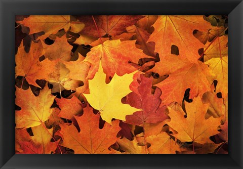 Framed Red, Orange And Yellow Maples Leaves In Autumn Print