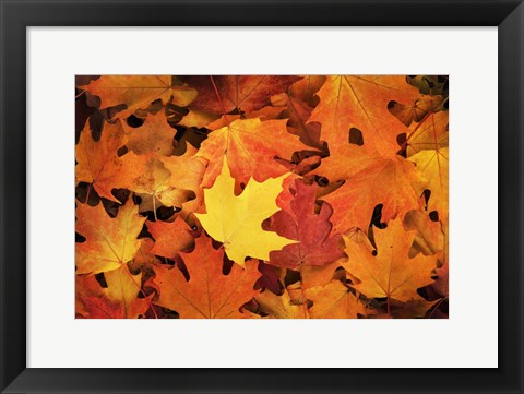 Framed Red, Orange And Yellow Maples Leaves In Autumn Print