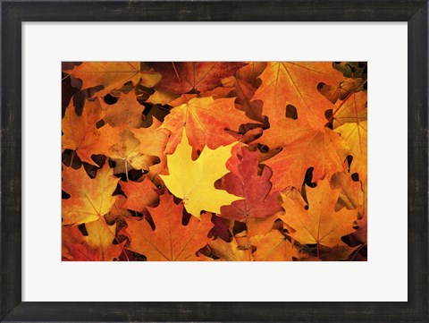 Framed Red, Orange And Yellow Maples Leaves In Autumn Print