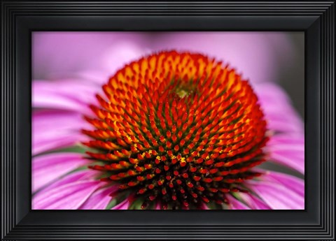 Framed Purple Coneflower Print