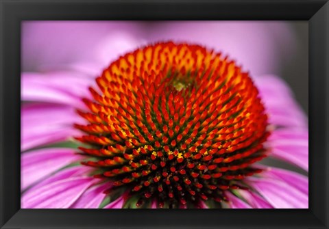 Framed Purple Coneflower Print