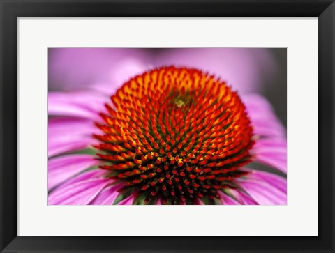 Framed Purple Coneflower Print