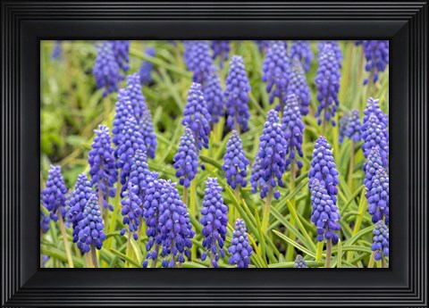 Framed Grape Hyacinth Print