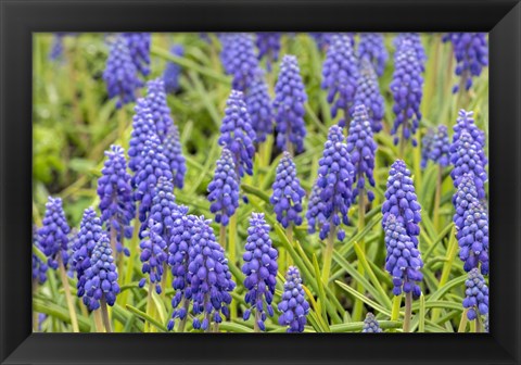 Framed Grape Hyacinth Print