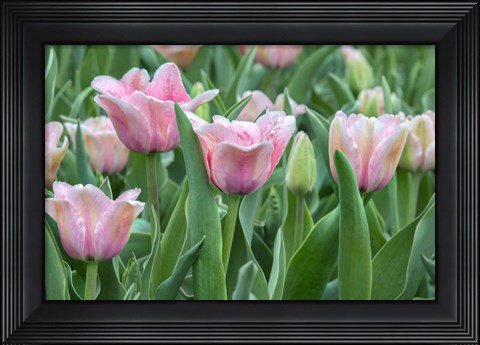 Framed Pink Tulips Print