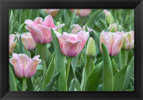 Framed Pink Tulips Print