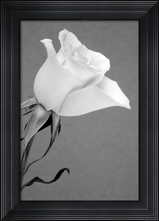 Framed Rose Print