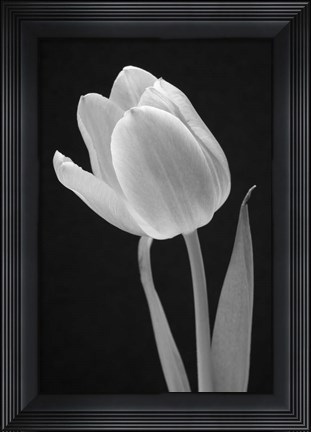 Framed Tulip Print
