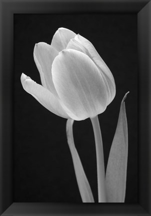 Framed Tulip Print