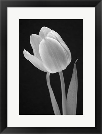 Framed Tulip Print