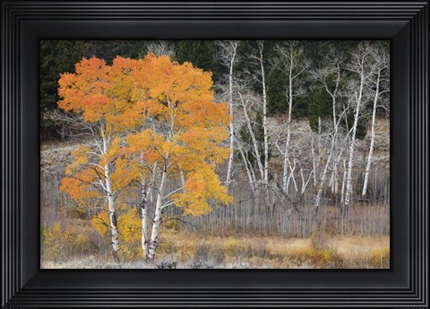 Framed Late Autumn Aspens Print