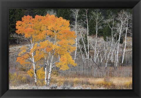 Framed Late Autumn Aspens Print