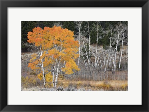 Framed Late Autumn Aspens Print