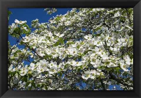 Framed White Dogwood Tree Print