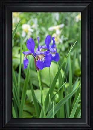 Framed Purple Siberian Iris Print