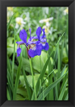 Framed Purple Siberian Iris Print
