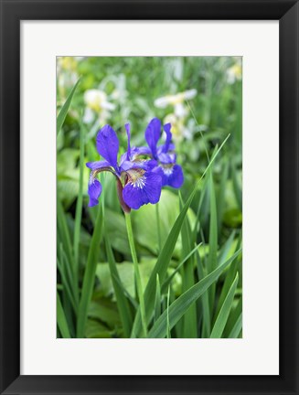 Framed Purple Siberian Iris Print