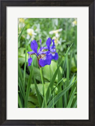 Framed Purple Siberian Iris Print