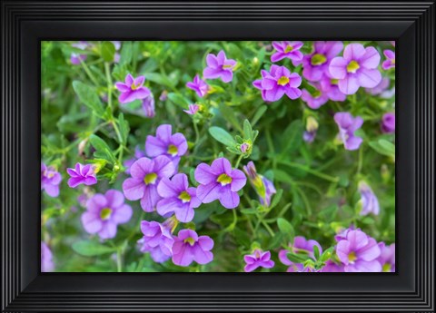 Framed Calibrachoa, Million Bells Print