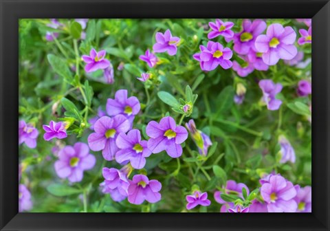 Framed Calibrachoa, Million Bells Print