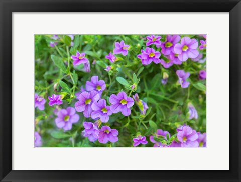 Framed Calibrachoa, Million Bells Print