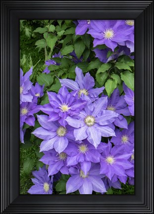 Framed Purple Clematis 1 Print