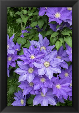 Framed Purple Clematis 1 Print