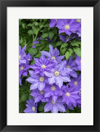 Framed Purple Clematis 1 Print